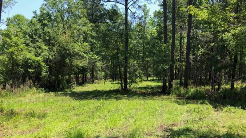 Excellent Hunting Tract near I-95 Image