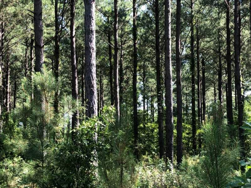 90+/- acre 24-25 y/o Planted Loblolly Pine Image