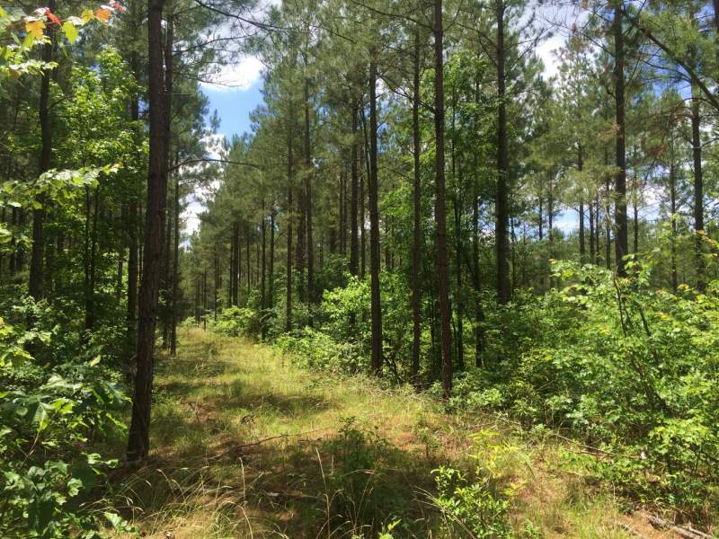Timberland Investment in Edgefield County, SC Image