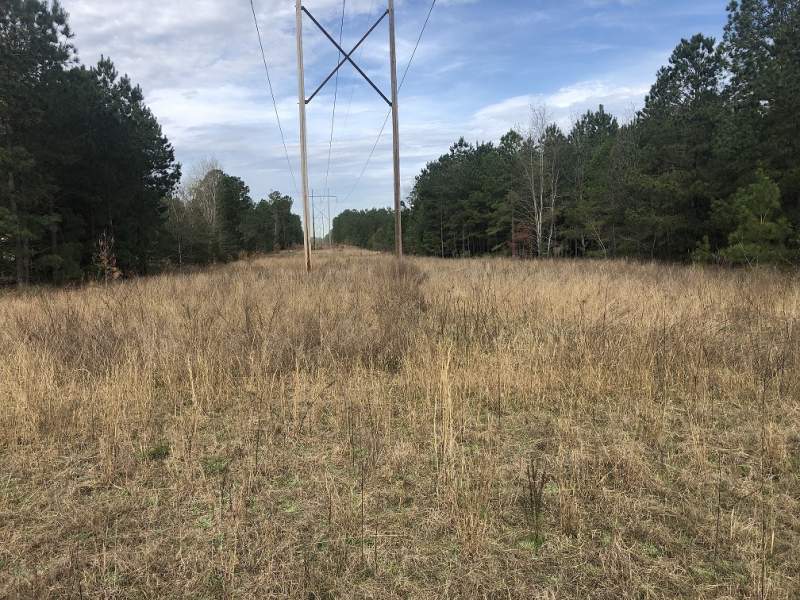 11.9 Acres-$19,900.00 Sumter County Image