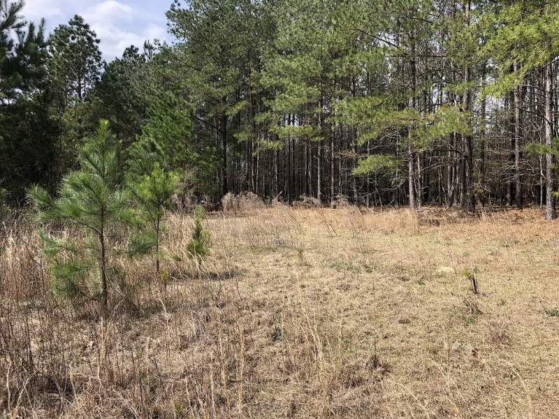 Browntown Rd, Bishopville, Lee County, SC-45 Acres+/-(Lot 5 and outparcel)-$137,097.00 Image
