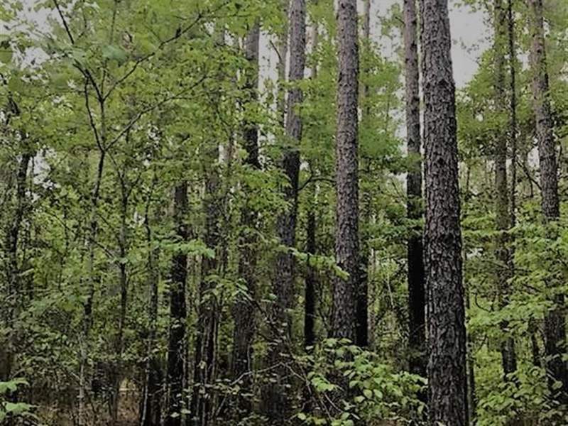 Private Timber Tract in Chesterfield County, SC Image